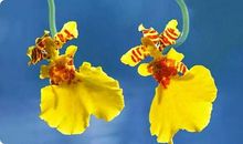 从四月的迷茫走向坚强_350字