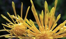 盛开的菊花_250字