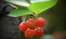 家乡的樱桃_400字