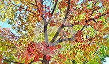 秋天的颜色_400字