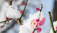 雪中观景_1200字