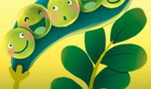 我是一粒小豌豆_650字