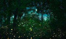 萤火虫的梦_250字