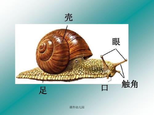 蜗牛上的肥皂泡_250字