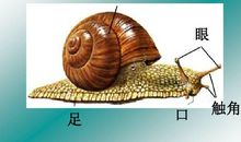 蜗牛背上的肥皂泡_250字