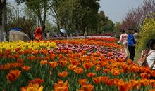 美丽的植物园_500字