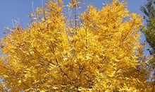 秋天的气息_250字