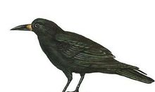 哲理故事：可怕的圆周运动