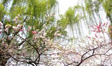 不一样的春天_450字