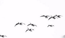 山气日夕佳，飞鸟相与还