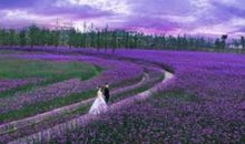 花海千仙调_800字