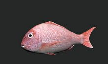 失去家园的小鱼_650字