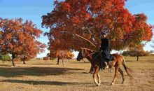 初三诗歌：雨的归途_150字