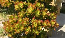 好样的，玉树_500字