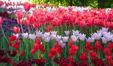 以“色彩”为话题作文：春天的色彩_900字