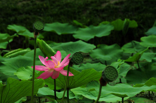 水芙蓉触动了我的心_800字