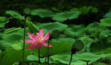 出水芙蓉触动了我的心灵_800字