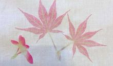 对于草木的忏悔_750字