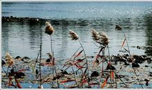 又见秋风起_550字