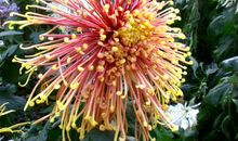 又是秋风起_700字