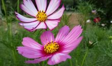 愿花与君伴_3000字