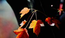 在秋风的磨炼_550字