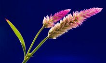 也许，这就是缘分吧_800字