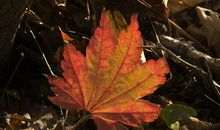 萧瑟秋风今又是_800字