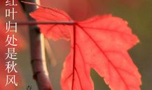 秋风染红了枫叶_250字