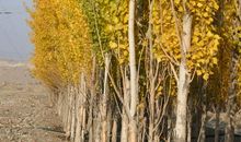 秋风把大地染黄的_300字