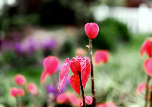春天，鲜花，梦，释放_150字