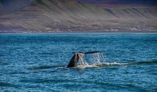 [我的烦恼]一颗向往自由心_700字