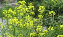 春天的校园_900字