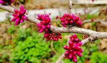 多彩的春天_350字