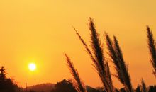 美丽的芦苇和夕阳_250字