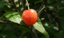 家乡的樱桃园_200字