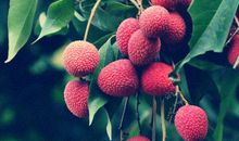 家乡的荔枝园_250字