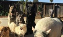 小狗的命运 _2000字