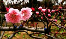 名人故事：从不掩饰的美丽人生——冰心_2000字