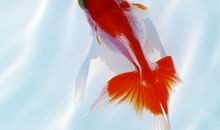 我的小金鱼_400字