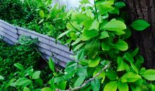 大自然的春天_600字