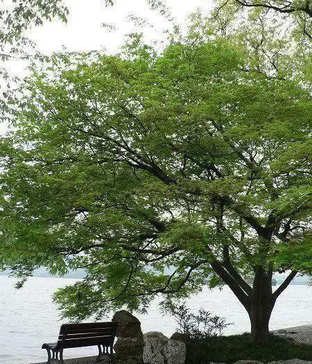 Trunk Mystery _750字