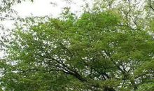 树干的奥秘_750字