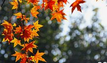 秋叶的韵味_550字