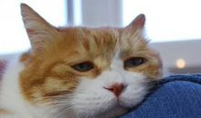 我是一只猫_500字