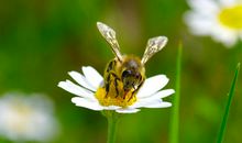 做花朵还是做蜜蜂_500字