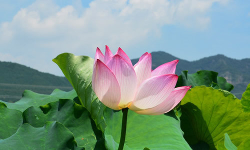 Lotus _650字