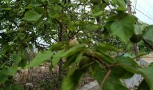 保护周边环境_900字