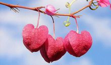 神奇的春雨_900字