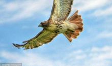 我渴望飞翔_750字